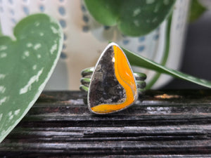 Bumblebee Jasper